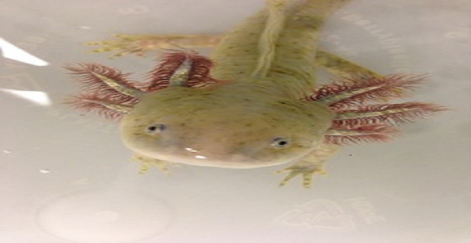 Axolotl