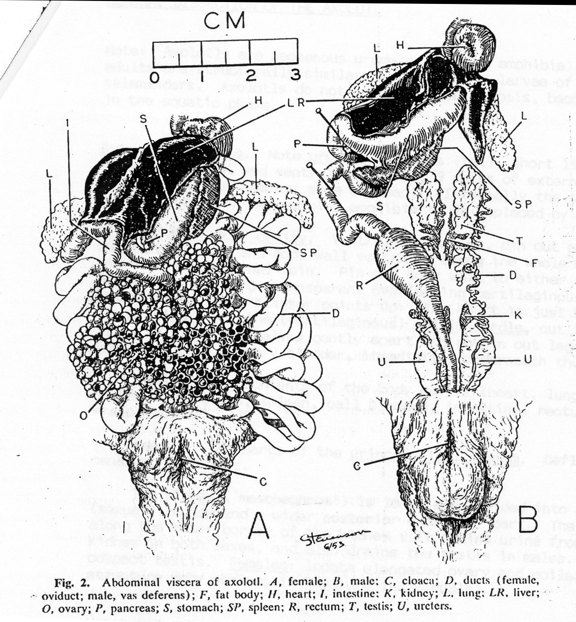 Anatomy 2