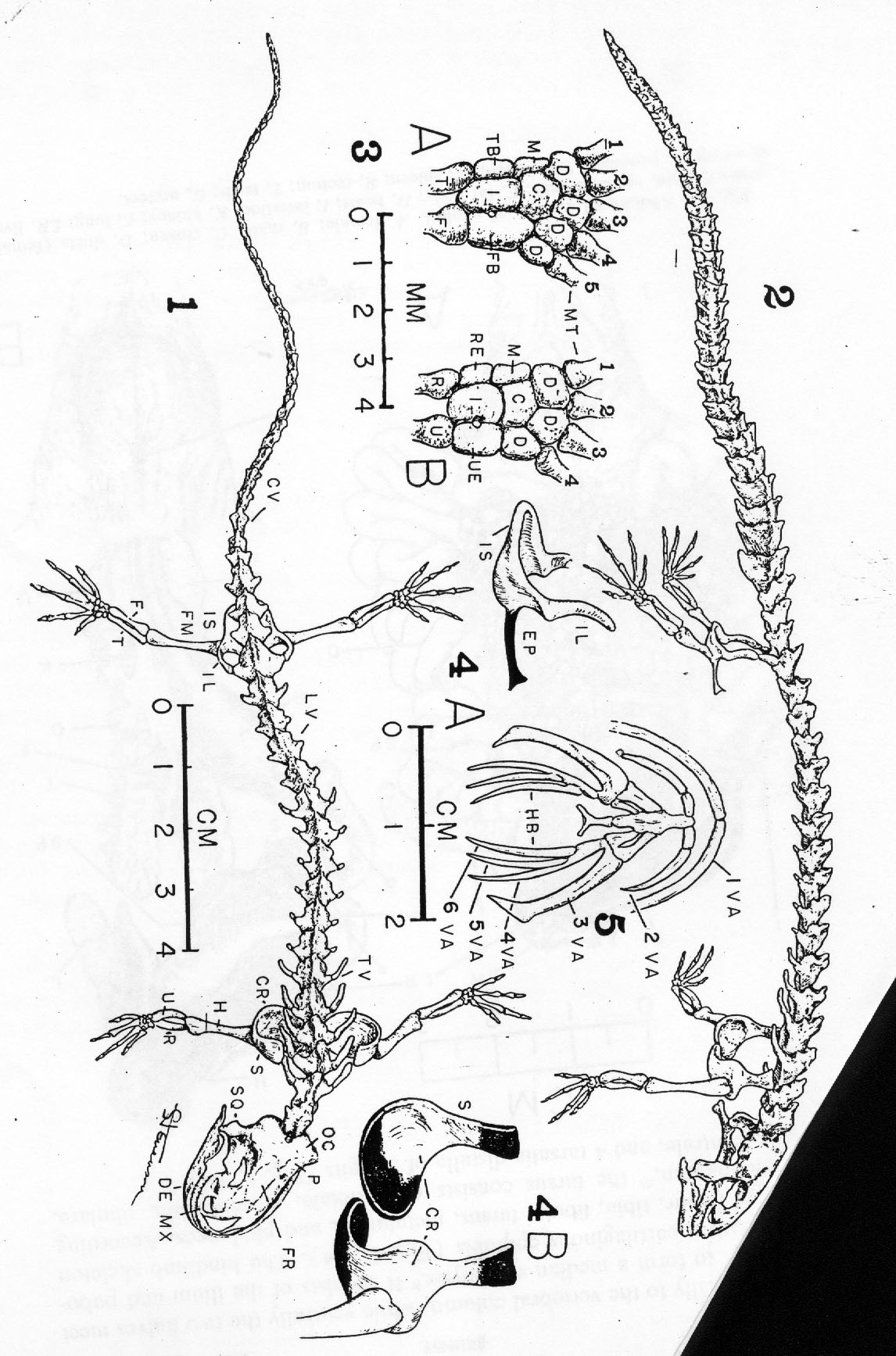 Anatomy 3